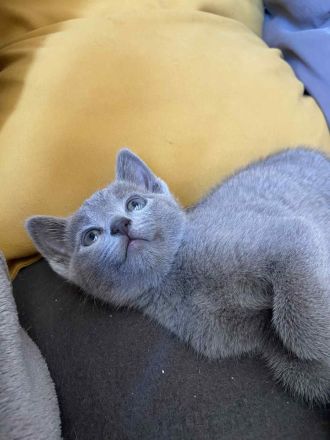 Russisch Blau Kitten