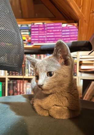 Russisch Blau Kitten