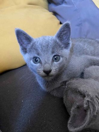 Russisch Blau Kitten