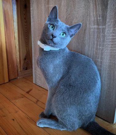 Russisch Blau Kitten