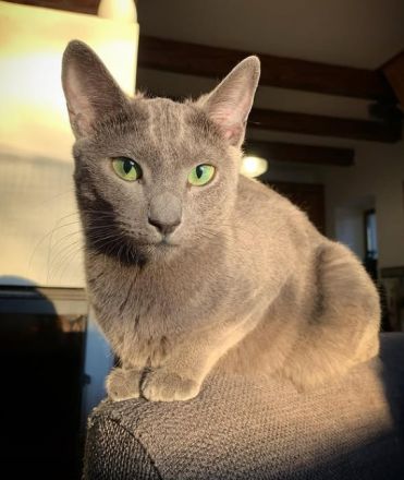 Russisch Blau Kitten