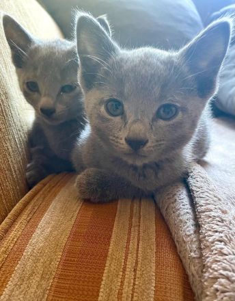 Russisch Blau Kitten