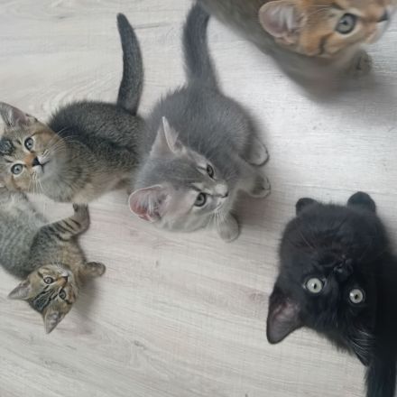 5 baby kazen