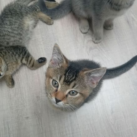 5 baby kazen