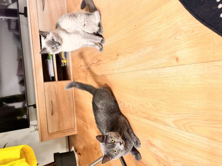 Bkh mix Heilige Birma