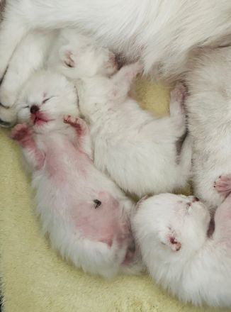 Diese blauen Babybärchenaugen…. suchen Adoptiveltern!