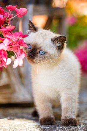 Diese blauen Babybärchenaugen…. suchen Adoptiveltern!