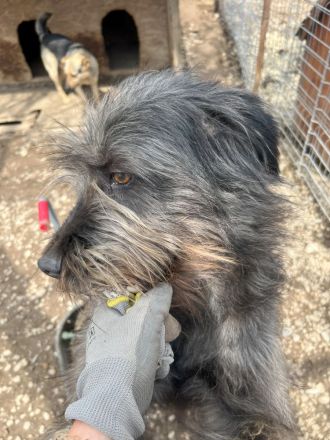 Großer RICKY mit noch größerem Herz