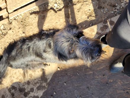 Großer RICKY mit noch größerem Herz