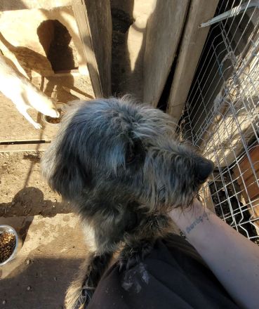 Großer RICKY mit noch größerem Herz