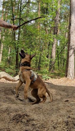 Hübscher Malinois mischling  sucht perfektes zuhause