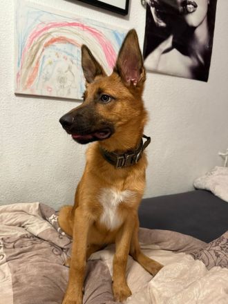 Hübscher Malinois mischling  sucht perfektes zuhause