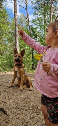 Hübscher Malinois mischling  sucht perfektes zuhause