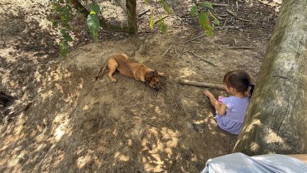 Hübscher Malinois mischling  sucht perfektes zuhause