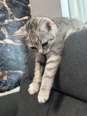 Britisch Kurzhaar Baby Weiblich 12 Wochen