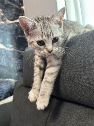 Britisch Kurzhaar Baby Weiblich 12 Wochen