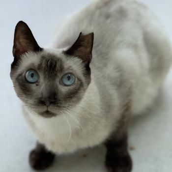 Minerva, FIV positiv