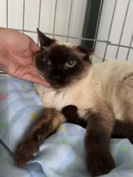 Minerva, FIV positiv