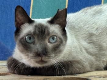 Minerva, FIV positiv