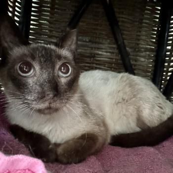 Minerva, FIV positiv