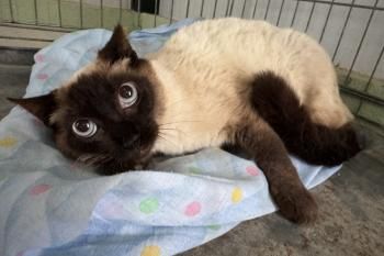 Minerva, FIV positiv