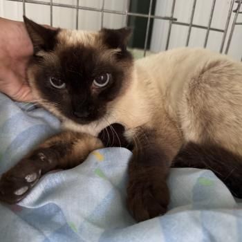 Minerva, FIV positiv