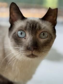 Minerva, FIV positiv
