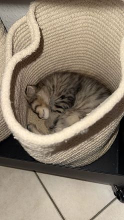 🐾 Liebevoll aufgezogene BKH-Kitten