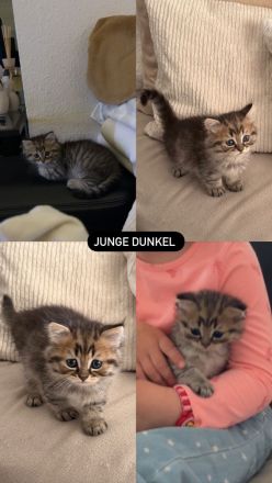 🐾 Liebevoll aufgezogene BKH-Kitten