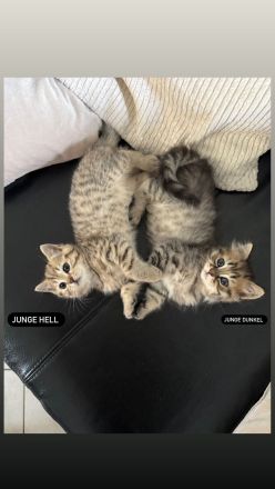 🐾 Liebevoll aufgezogene BKH-Kitten