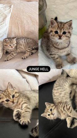 🐾 Liebevoll aufgezogene BKH-Kitten