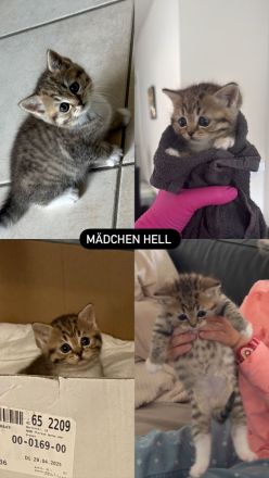 🐾 Liebevoll aufgezogene BKH-Kitten