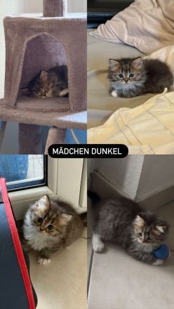 🐾 Liebevoll aufgezogene BKH-Kitten