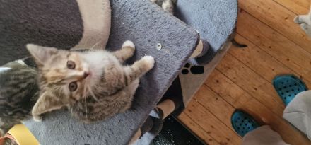 BKH-Mix Babykatzen abzugeben – 3 Jungs & 3 Mädchen – entwurmt, kinderlieb*