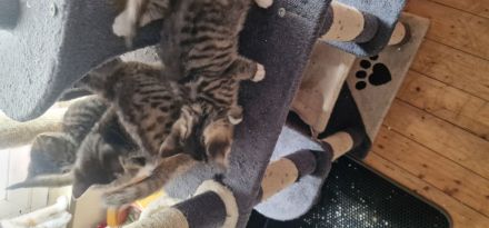 BKH-Mix Babykatzen abzugeben – 3 Jungs & 3 Mädchen – entwurmt, kinderlieb*