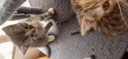 BKH-Mix Babykatzen abzugeben – 3 Jungs & 3 Mädchen – entwurmt, kinderlieb*