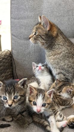 Süße Babykatzen abzugeben – Abgabe ab dem 28.06.2025