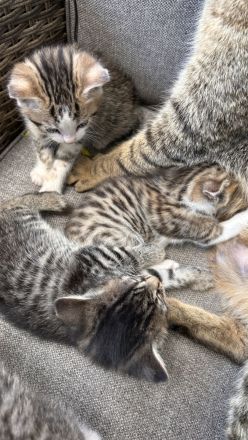 Süße Babykatzen abzugeben – Abgabe ab dem 28.06.2025