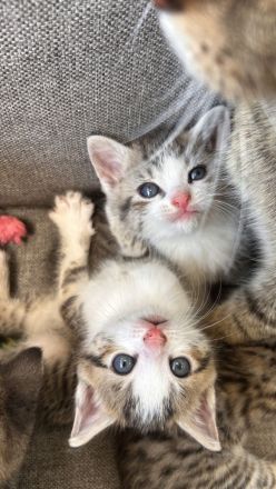 Süße Babykatzen abzugeben – Abgabe ab dem 28.06.2025