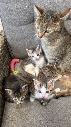 Süße Babykatzen abzugeben – Abgabe ab dem 28.06.2025
