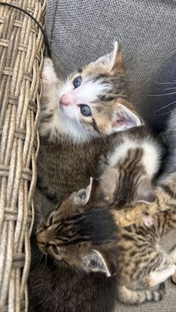Süße Babykatzen abzugeben – Abgabe ab dem 28.06.2025