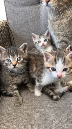 Süße Babykatzen abzugeben – Abgabe ab dem 28.06.2025