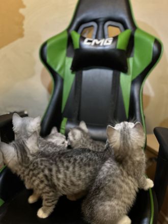 Jung, Katze, britische Kurzhaar