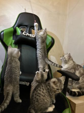 Jung, Katze, britische Kurzhaar