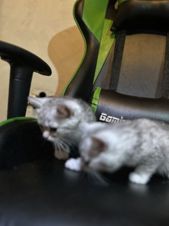 Jung, Katze, britische Kurzhaar