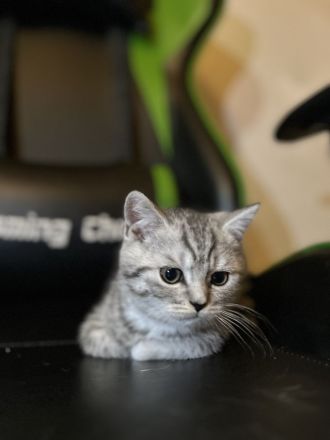 Jung, Katze, britische Kurzhaar