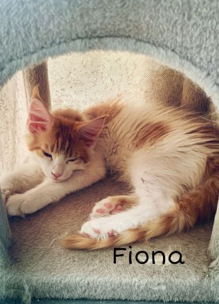 Maine Coon Kitten XXL reinrassig