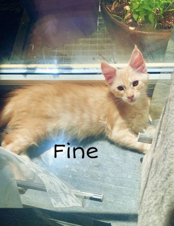 Maine Coon Kitten XXL reinrassig