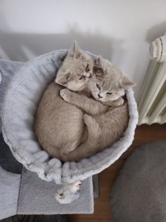 Bkh kitten sucht liebesvolles Zuhause