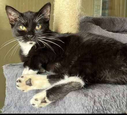 Zwei süße Kätzchen suchen ein liebevolles Zuhause – geimpft & entwurmt